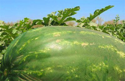 Watermelon keeping cool.