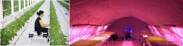 Hydroponic plantation in Asia (left) and underground in a disused World War II bomb shelter, London (right).