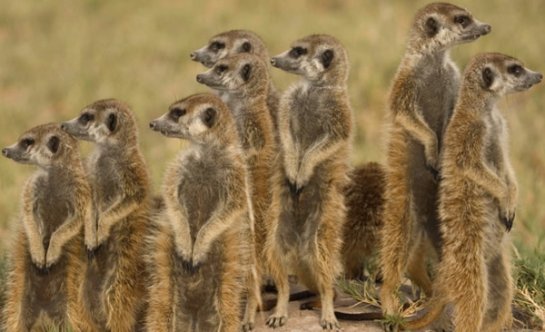 KNX meerkat