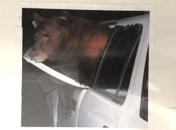 Picture of a bear raiding an overnight-parked car, pinned up at one of the ranger stations in Yosemite National Park, California, USA.